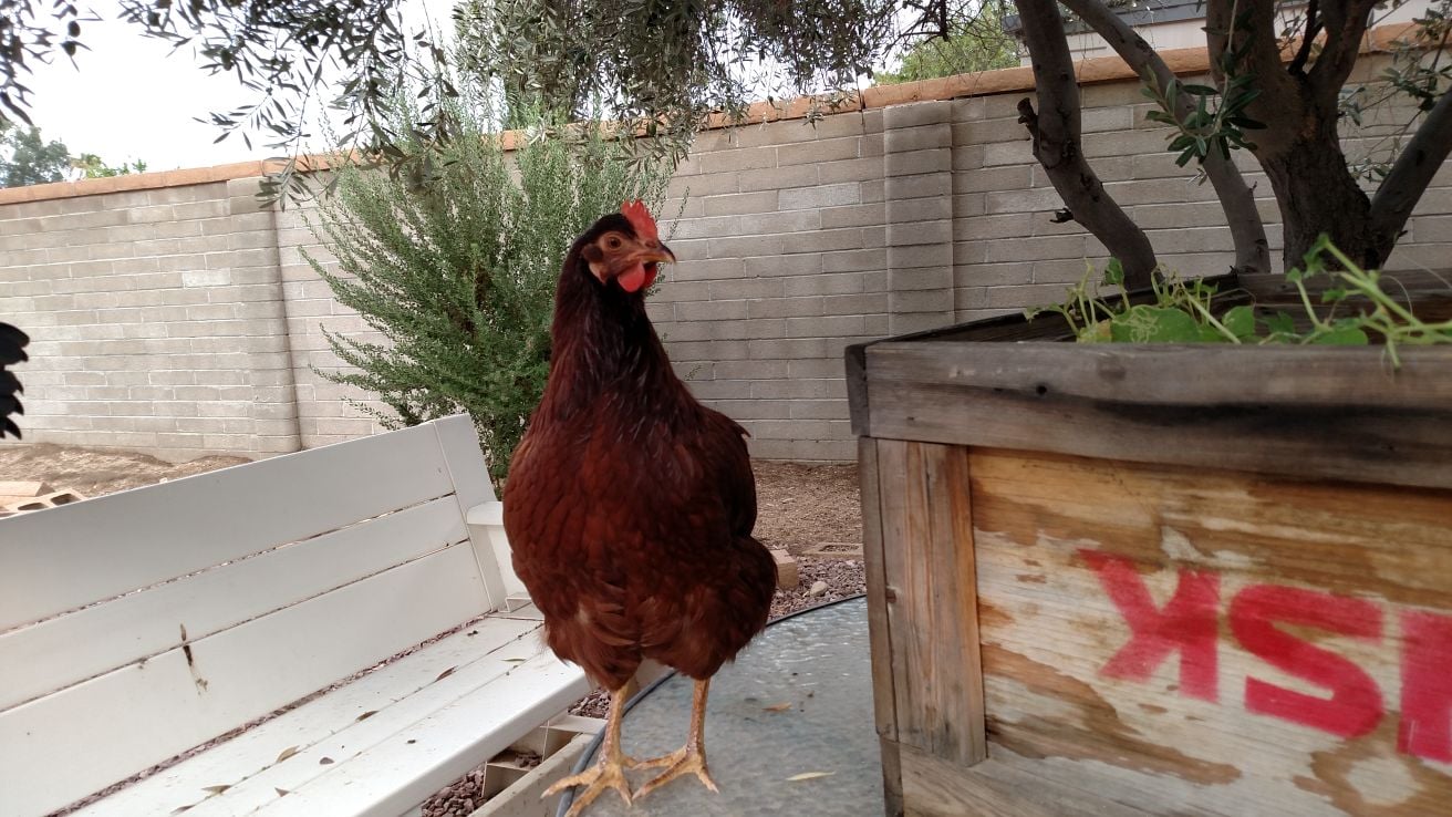 Readers show their chickens